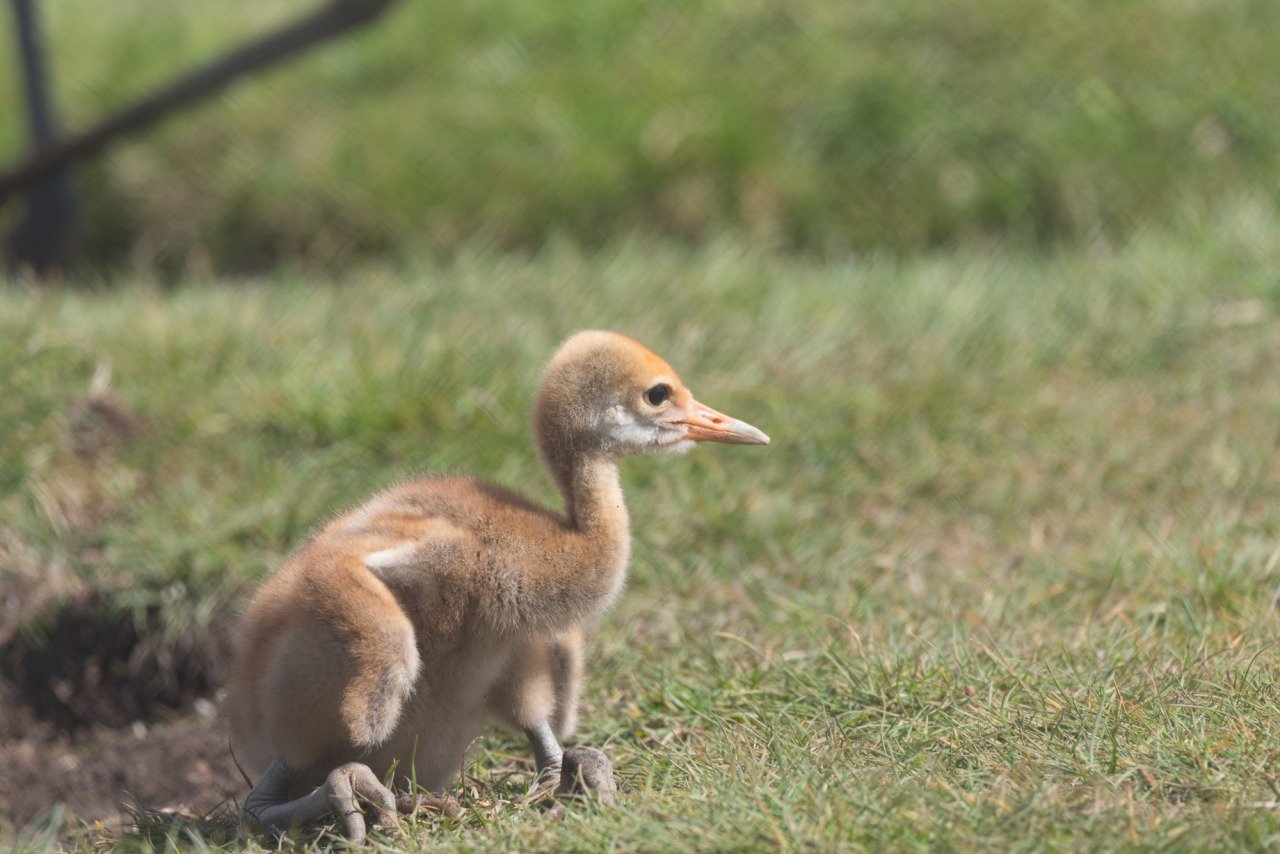 🏞️ 구시로시 붉은머리두루미 자연공원 (구시로시 단초즈루 시젠코엔) 이미지 8